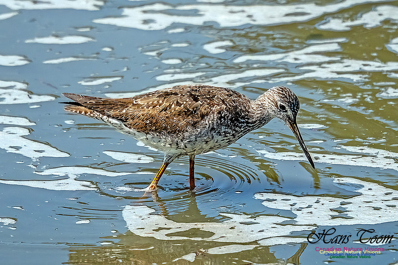 Greater Yellowlegs 103