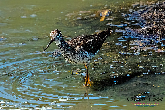 Greater Yellowlegs 105