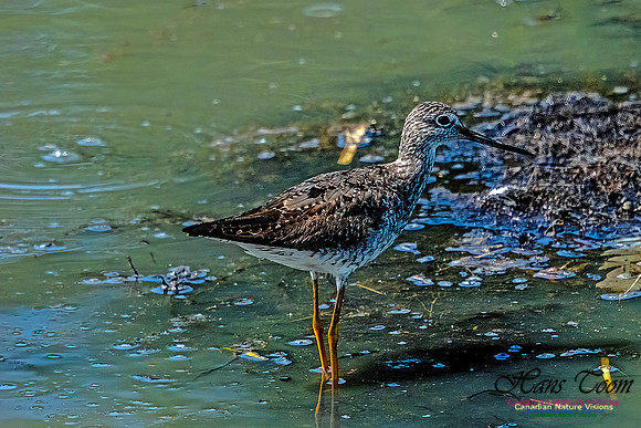 Greater Yellowlegs 106