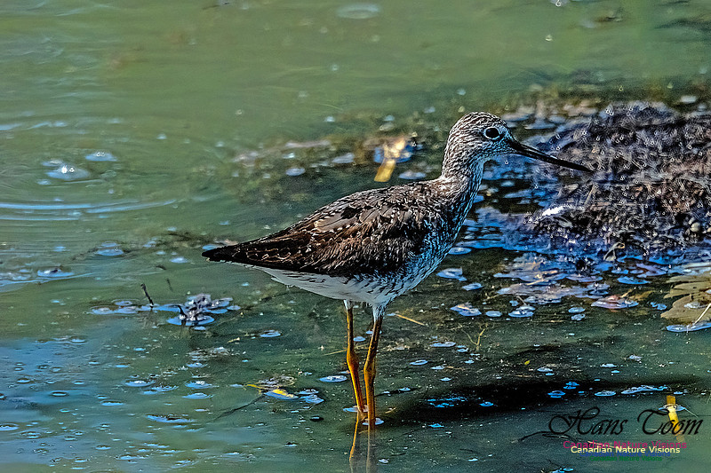 Greater Yellowlegs 106