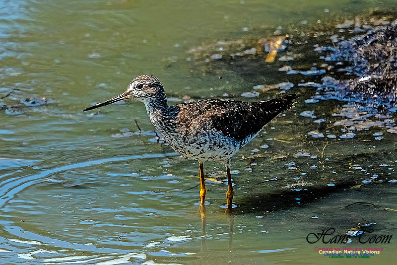 Greater Yellowlegs 104