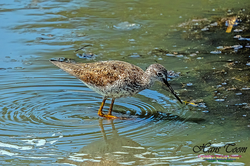 Greater Yellowlegs 107