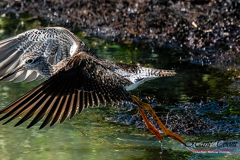 Greater Yellowlegs 110