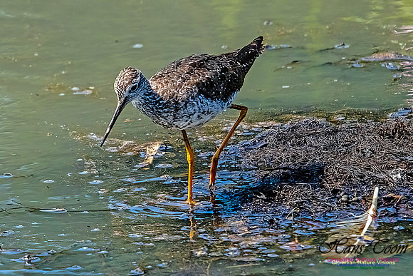 Greater Yellowlegs 108