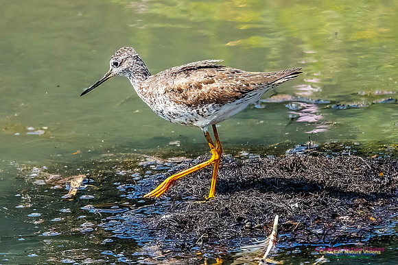 Greater Yellowlegs 109