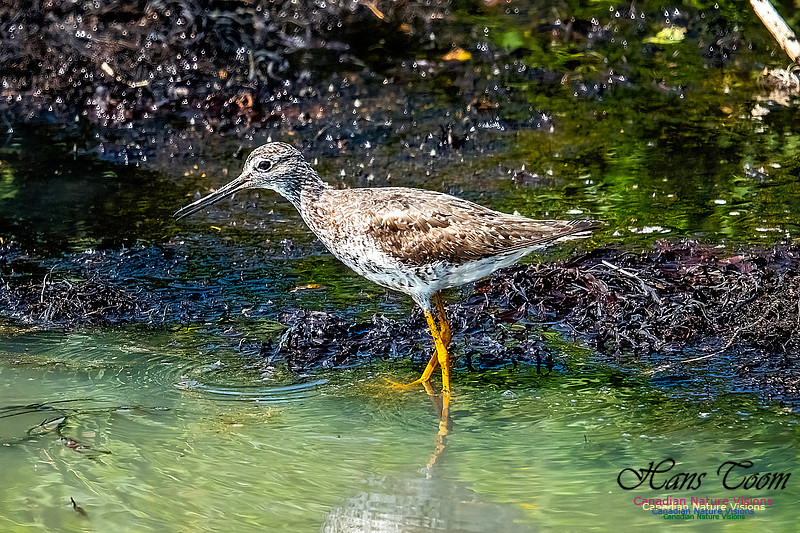Greater Yellowlegs 111
