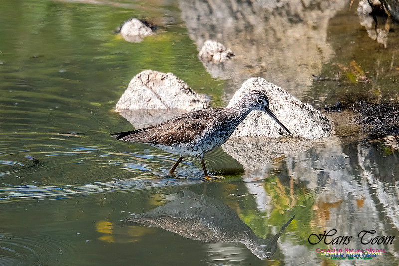 Greater Yellowlegs 112