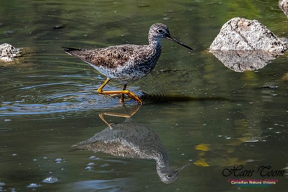 Greater Yellowlegs 113