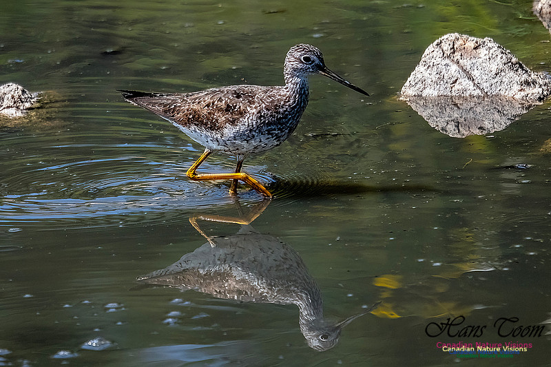 Greater Yellowlegs 113