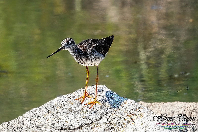 Greater Yellowlegs 114