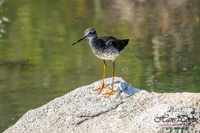 Greater Yellowlegs 115