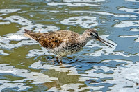 Greater Yellowlegs