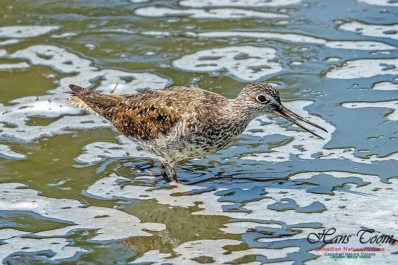 Greater Yellowlegs 100