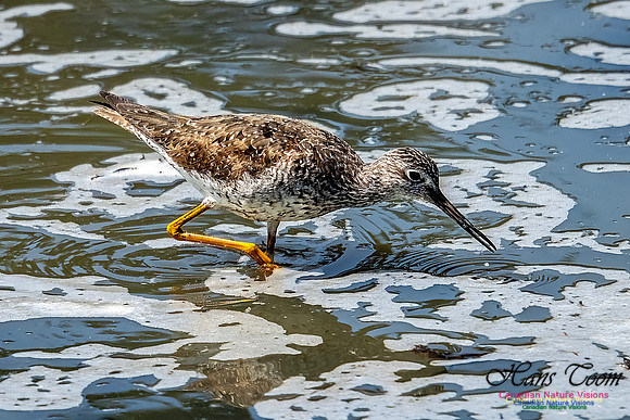 Greater Yellowlegs 101