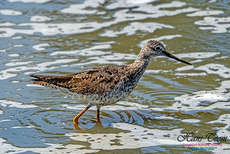 Greater Yellowlegs 102