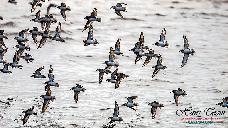 Shorbird Migration 150