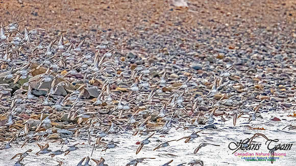 Shorbird Migration 149