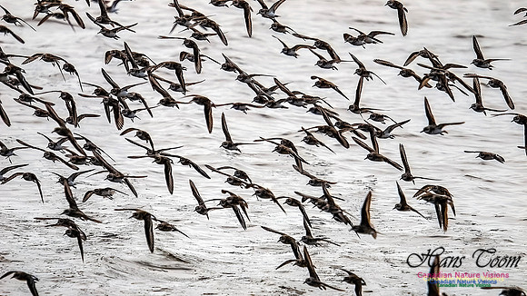 Shorbird Migration 151