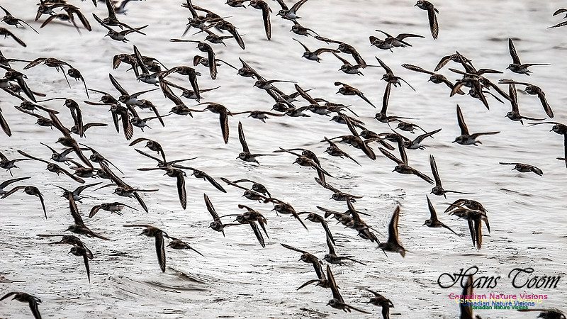 Shorbird Migration 151