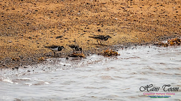 Shorbird Migration 152