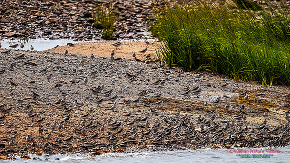 Shorbird Migration 153