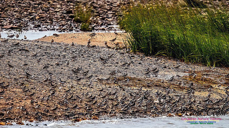 Shorbird Migration 153