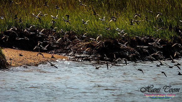 Shorbird Migration 155