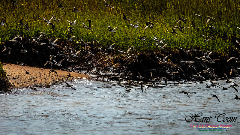 Shorbird Migration 155
