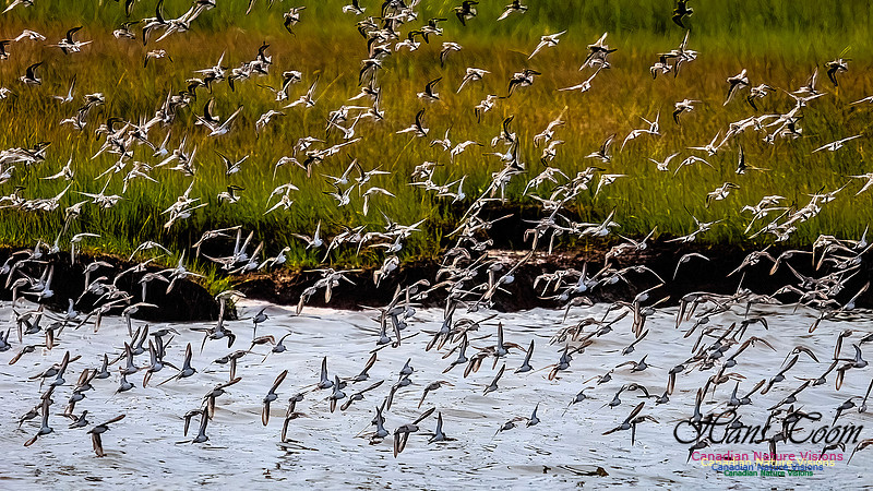 Shorbird Migration 156