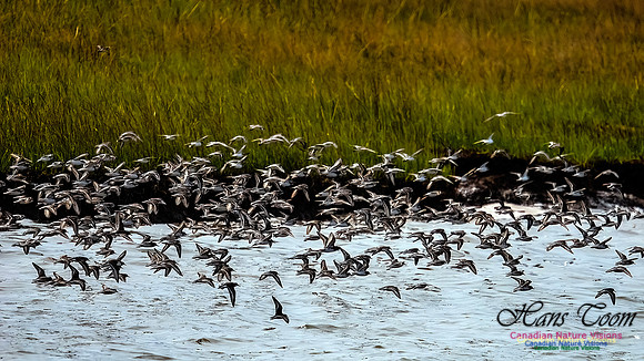 Shorbird Migration 157