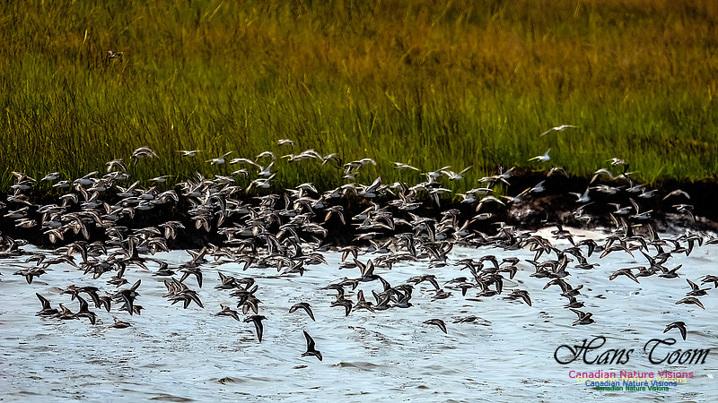 Shorbird Migration 157