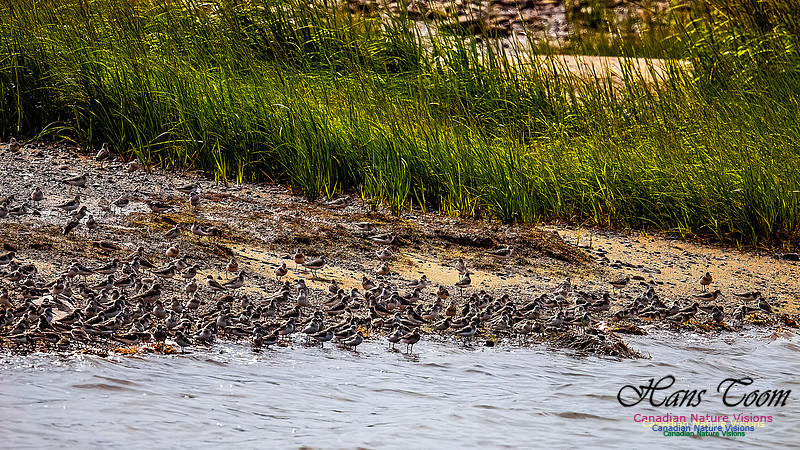 Shorbird Migration 154