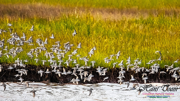 Shorbird Migration 158
