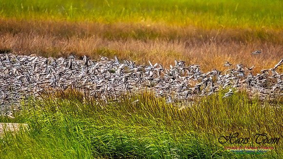 Shorbird Migration 160