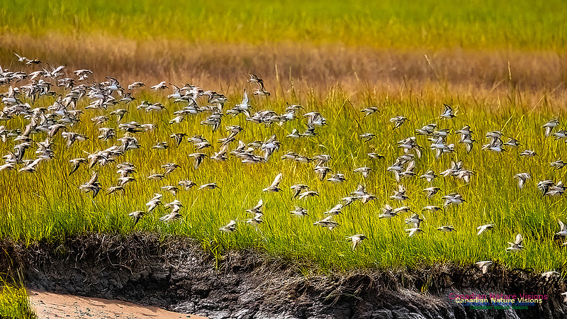 Shorbird Migration 159