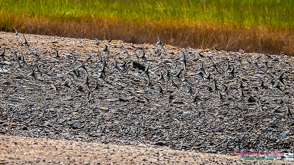 Shorbird Migration 162