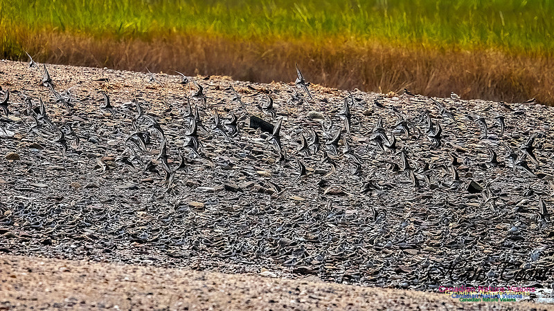 Shorbird Migration 162