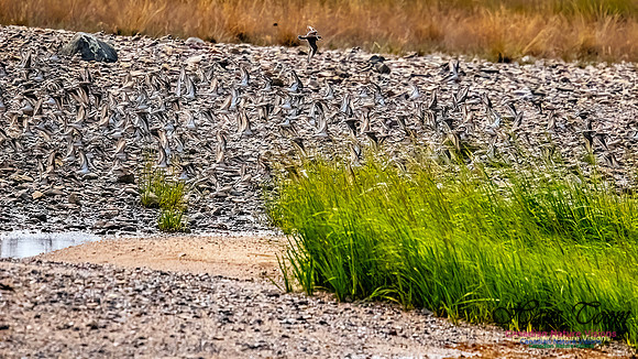 Shorbird Migration 161