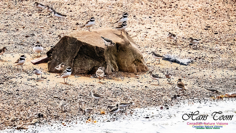 Shorbird Migration 163
