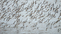 Evangeline Beach Shorebird Migration
