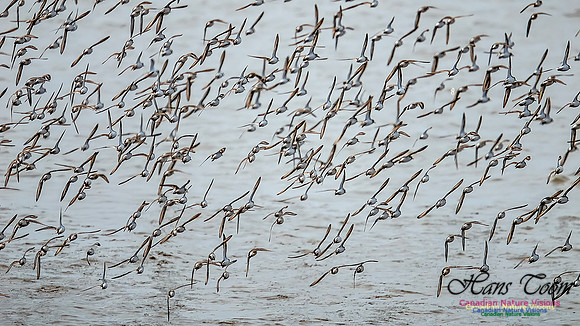 Shorbird Migration 100