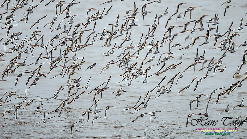 Shorbird Migration 100