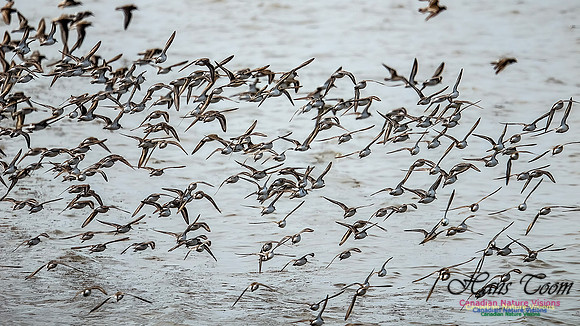 Shorbird Migration 102