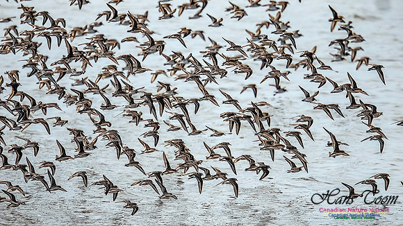 Shorbird Migration 101