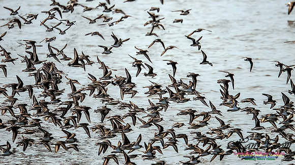 Shorbird Migration 103