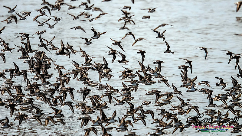 Shorbird Migration 103