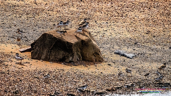 Shorbird Migration 164