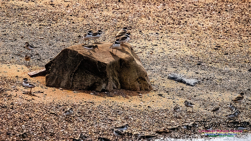 Shorbird Migration 164