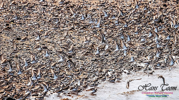 Shorbird Migration 104