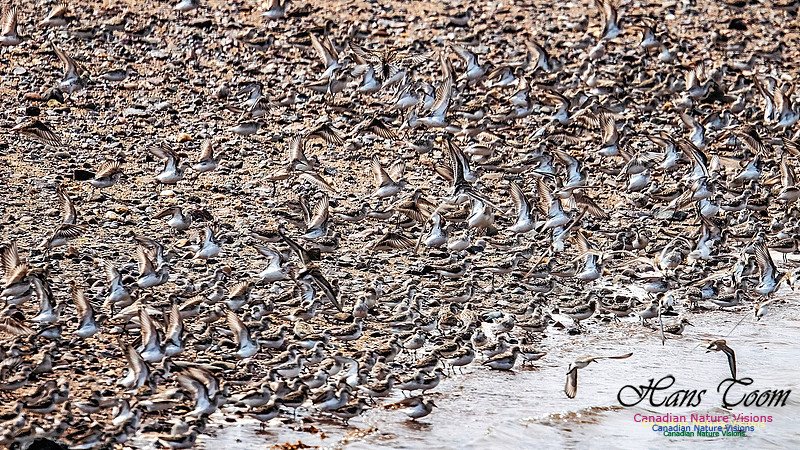 Shorbird Migration 104